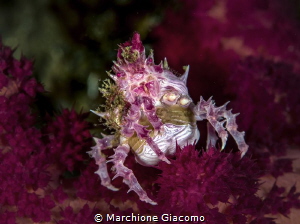 Hoplophrys oatesii
Candy crab with eggs
Lembeh strait .... by Marchione Giacomo 